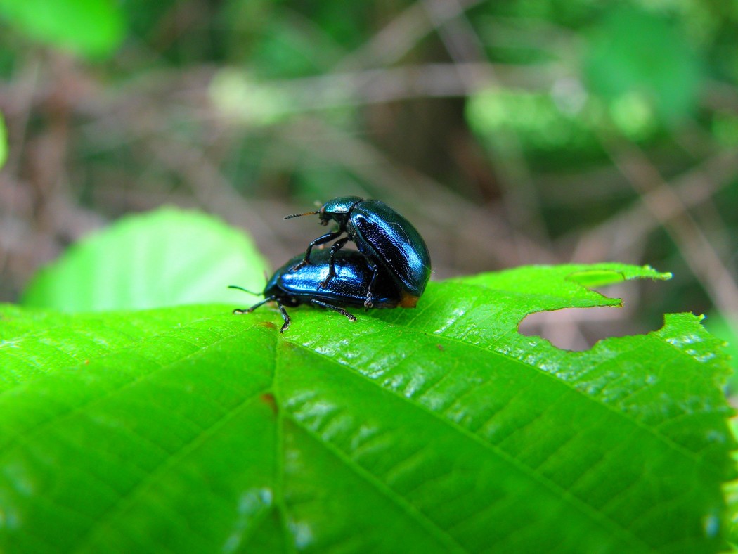 Svariati coleotteri da identificare